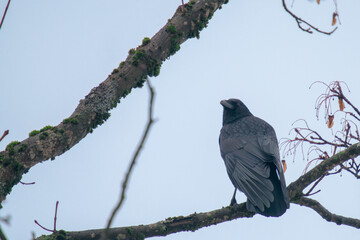 a raven bird, corvus corax, perched on a maple tree at a rainy day