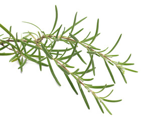 Fresh green rosemary twig and leaves isolated, top view