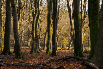 Obraz premium Beautiful autumn scenery at a beach tree forest. Warm sunlight shines through the trees.