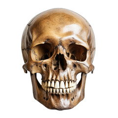 Human Skull with Missing Jaw - obrazy, fototapety, plakaty