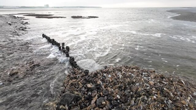 Austernbank bei Ebbe im Wattenmeer, Pazifische Auster, Magallana gigas