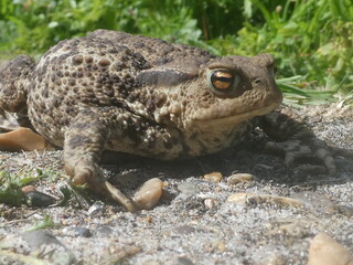 Frosch auf Steinen - Kröte in der Natur