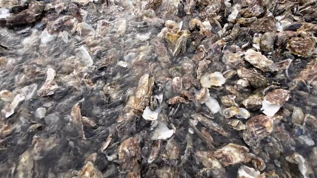 Austernbank bei Ebbe im Wattenmeer, Pazifische Auster, Magallana gigas