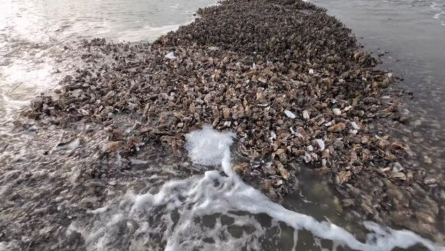 Austernbank bei Ebbe im Wattenmeer, Pazifische Auster, Magallana gigas