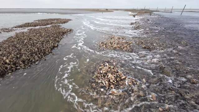 Austernbank bei Ebbe im Wattenmeer, Pazifische Auster, Magallana gigas