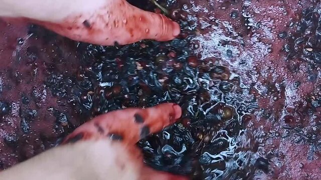 A man crushes grapes for wine with his hands. The process of squeezing the pomace from grape juice. Home winemaking concept in full HD.