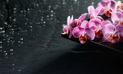 Beautiful purple orchid flowers on a blackboard.