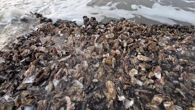 Pazifische Austern auf Austernbank im Wattenmeer bei Ebbe, Nordsee, Magallana gigas