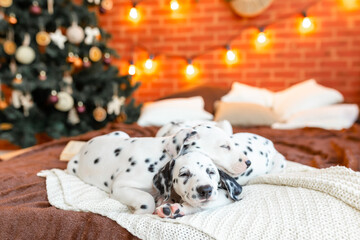 Merry Christmas! Cute happy Dalmatian dogs lying on background of stylish christmas tree with...
