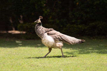 Peacock in the grass. A beautiful peacock running in garden