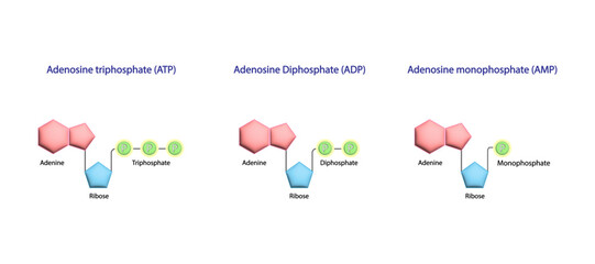 Adenosine Triphosphate (ATP) molecule. Adenosine Diphosphate (ADP) and AMP. Adenine, Ribose and phosphate. Energy production. Scientific Design. Vector Illustration.