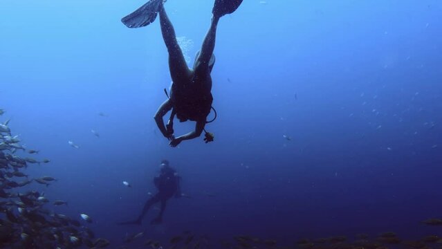 A diver swims above a school of fish the diving instructor looks on
