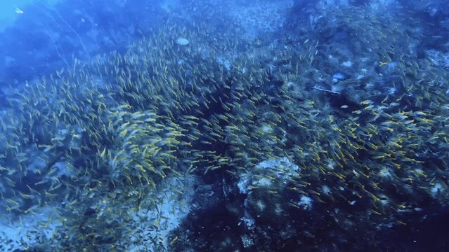 Breathtaking school of yellow fish while scuba diving