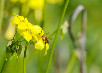 Abeja europea (Apis melífera) conocida también como abeja  domestica o silvestre polinizando Planta alóctona, Oxalis pes-caprae (vinagrillo)