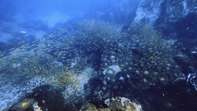 encounter with breathtaking school of yellow fish while scuba diving