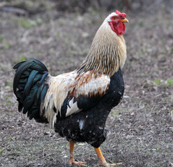 Domestic rooster in the country yard