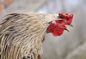 Domestic rooster in the country yard