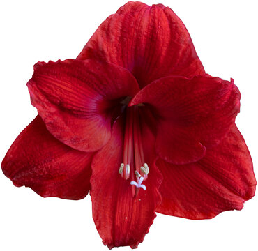 Red Amaryllis closeup. png isolated on transparent background.