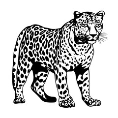 Leopard Vector