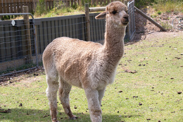 alpaca are slender bodied animals with long legs and neck and small heads and large pointed ears....