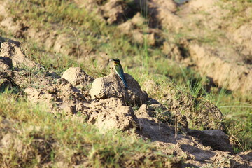 Green Kingfisher