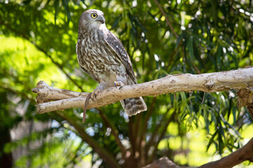 The barking owl has bright yellow eyes and no facial-disc. Upperparts are brown or greyish-brown, and the white breast is vertically streaked with brown.