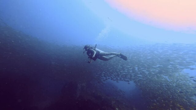 Diver girl dives to a school of fish along anemone reef