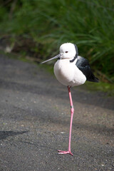 the black winged stilt is a black and white seabird with pink legs.  It has a white head with a narrow black beak white chest and black wings