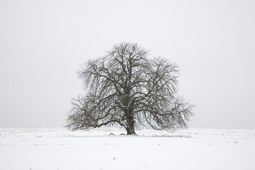 Kahle Kastanie - Kastanienbaum im Feld mit Schnee im Winter
