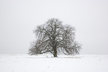 Fototapeta premium Kahle Kastanie - Kastanienbaum im Feld mit Schnee im Winter