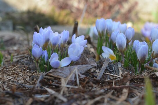 Spring blooming blue Crocus chrysanthus 'Blue Pearl' in the garden