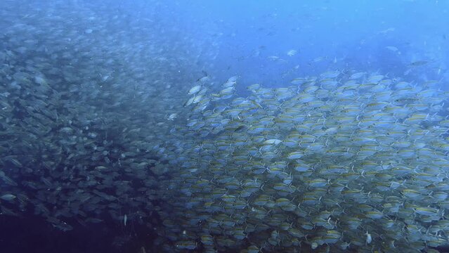 4k encounter with school of yellow fish