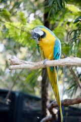 the Back and upper tail feathers of the blue and gold macaw are brilliant blue;