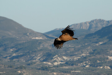 Gyps fulvus volando en libertad con fondo de montañas del interior de la provincia de Alicante, España