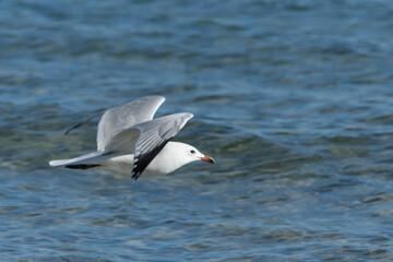 Ichthyaetus audouinii, bonita pose durante el vuelo de  Gaviota de Audouin sobre el mediterraneo, Arenales del Sol, España