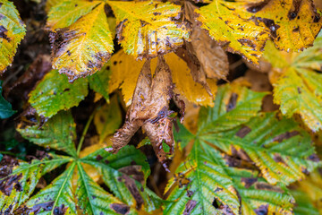 Beautiful public park during autumn in England