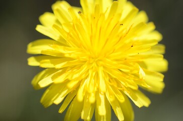 Detalles de la naturaleza. Mar y montaña.