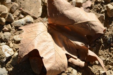 Detalles de la naturaleza. Mar y montaña.