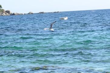 Fototapeta premium Detalles de la naturaleza. Mar y montaña.