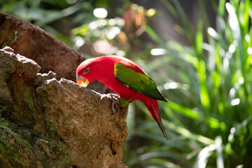 The chattering lory has a red body and a yellow patch on the mantle. The wings and thigh regions...