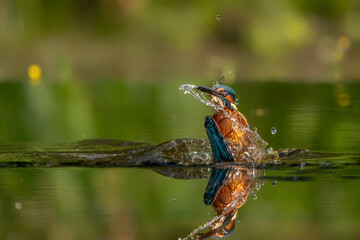 Common European Kingfisher (Alcedo atthis). Kingfisher flying after emerging from water with caught fish prey in beak on green natural background. Kingfisher caught a small fish                       