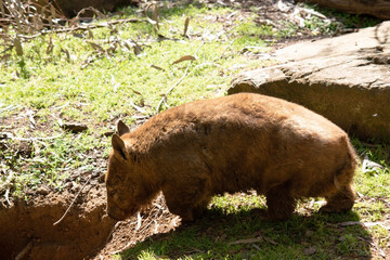 The hairy-nosed wombats have softer fur, longer and more pointed ears and a broader muzzle fringed...