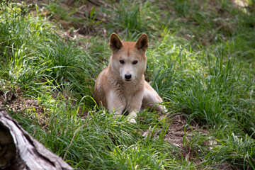 Naklejka na ściany i meble Dingos are a dog-like wolf. They have a long muzzle, erect ears and strong claws. They usually have a ginger coat and most have white markings on their feet, tail tip and chest.