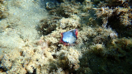 Rayed pearl oyster (Pinctada radiata) shell on sea bottom, Aegean Sea, Greece, Halkidiki
