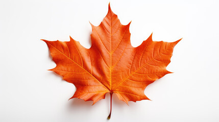 Naklejka na ściany i meble An autumn leaf on white background