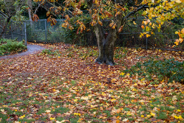 autumn, background, beautiful, beauty, branch, clouds, colorful, copy space, day, environment, fall, fall background, foliage, gold, golden, grass, green, idyllic, landscape, leaf, leaves, love, misty