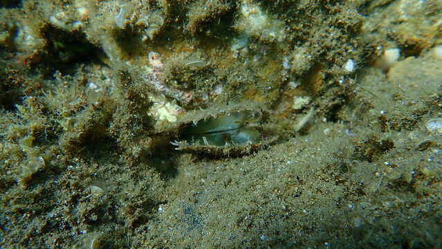 Rayed pearl oyster (Pinctada radiata) shell on sea bottom, Aegean Sea, Greece, Halkidiki
