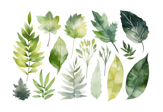 Watercolor floral clipart set, loose watercolor, flowers, plants and leaves. Generative AI. Isolated on transparent background.	