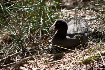 the coot is hiding in the grass