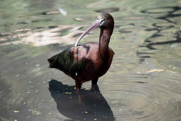 The glossy ibis neck is reddish-brown and the body is a bronze-brown with a metallic iridescent...